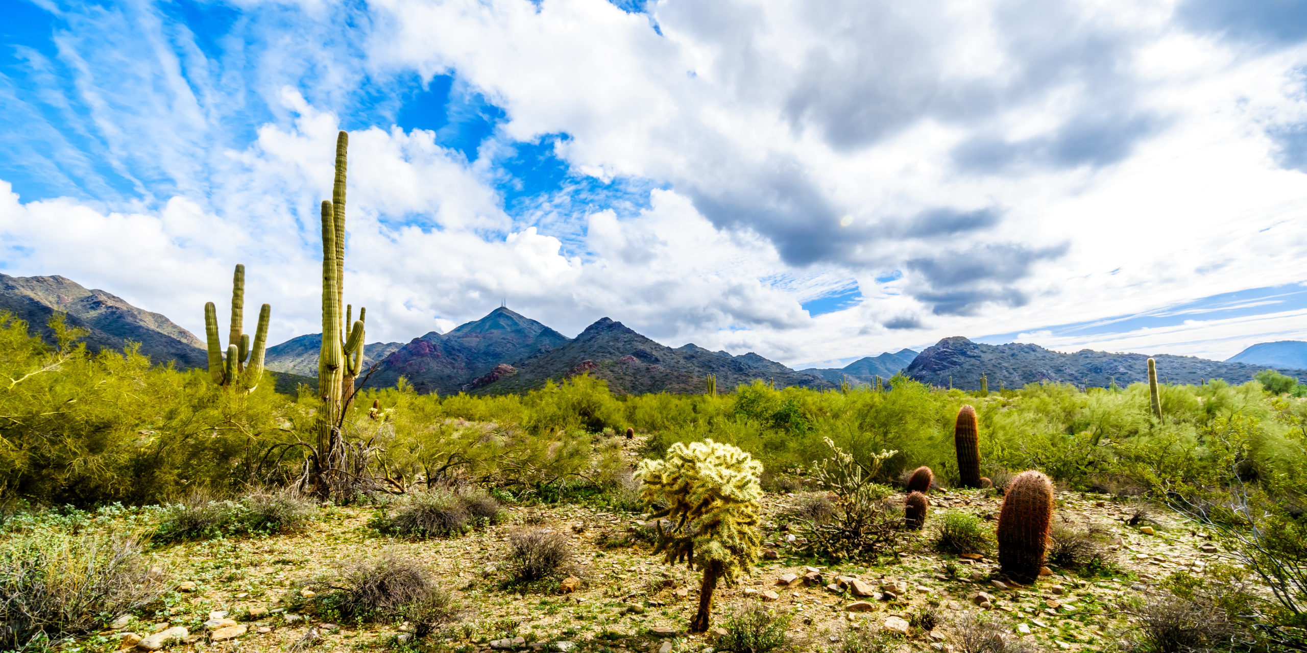 sunny cactus and desert