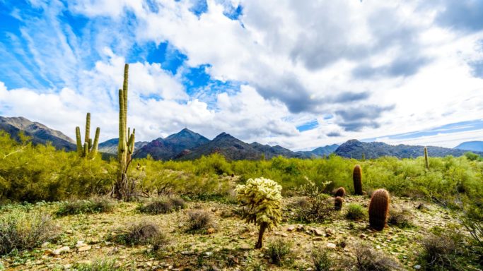 sunny cactus and desert